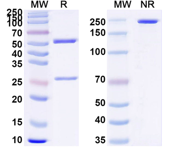 KLK7 Mouse Monoclonal Antibody
