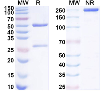 KLK5 Mouse Monoclonal Antibody
