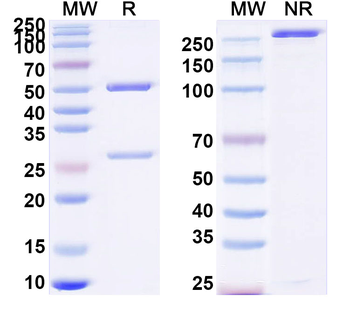HRSV F/F protein Human Monoclonal Antibody