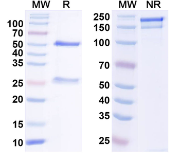CD307e/FCRL5 Human Monoclonal Antibody