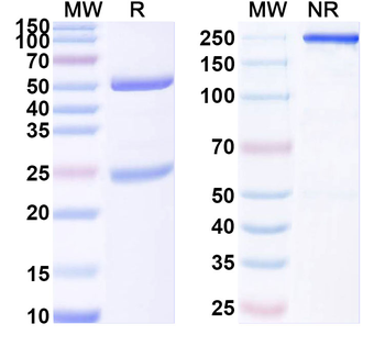 HRSV-A/B F Protein Mouse Monoclonal Antibody