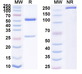 HSPA9/Mortalin/GRP75 Mouse Monoclonal Antibody