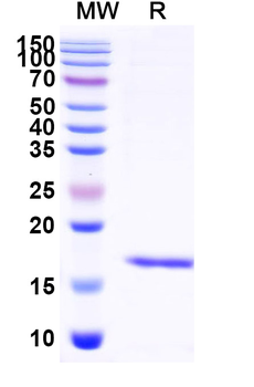 Albumin/HSA Camelus Recombinant Antibody