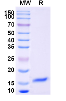 IL6 Camelus Monoclonal Antibody