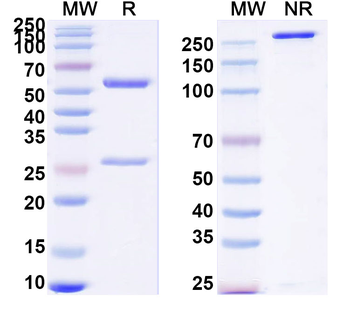 SLea/CA19-9 Human Monoclonal Antibody