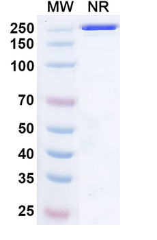 DENV-2 Envelope protein E/EDIII Human Monoclonal Antibody