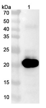 PTH1R Camelus Monoclonal Antibody