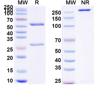 LRP5/6 Mouse Monoclonal Antibody