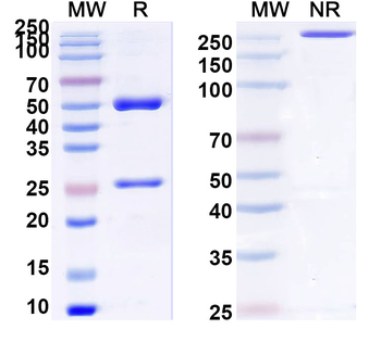 CFP/Properdin Mouse Recombinant Antibody