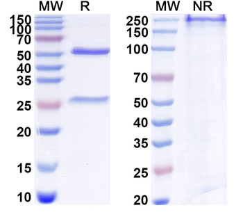 XI collagen Mouse Monoclonal Antibody