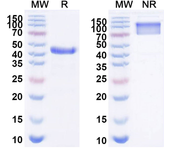 Pan-Aflatoxin Mouse Monoclonal Antibody