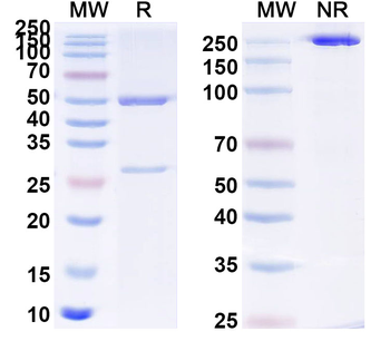 Gluten Human Monoclonal Antibody
