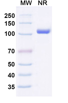 Gluten Human Monoclonal Antibody