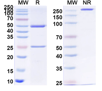 PHLPIV/phlp4 Human Monoclonal Antibody