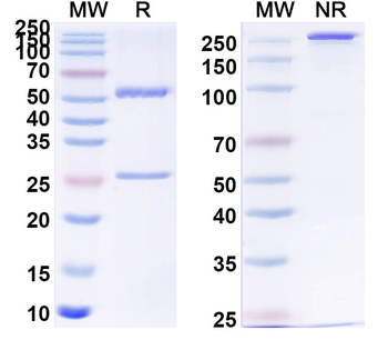 PHLPIV/phlp4 Human Monoclonal Antibody