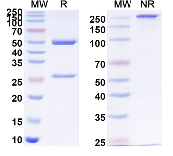 PHLPIV/phlp4 Human Monoclonal Antibody