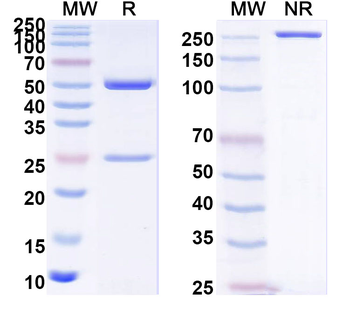 PHLPIV/phlp4 Human Monoclonal Antibody