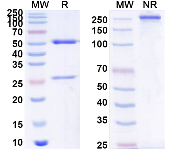 PHLPVI Human Monoclonal Antibody