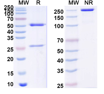 PHLPXI Human Monoclonal Antibody