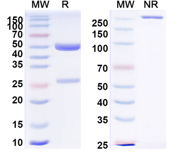 PHLPV/Allergen Phl p V Human Monoclonal Antibody