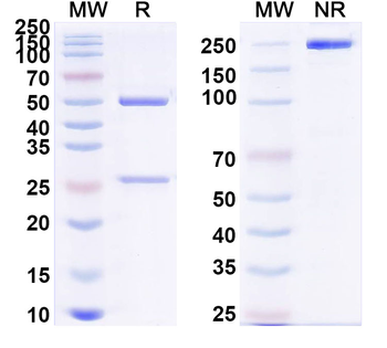PHLPV/Allergen Phl p V Human Monoclonal Antibody