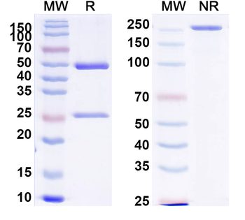 PHLPV/Allergen Phl p V Human Monoclonal Antibody