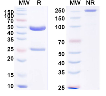 PHLPV/Allergen Phl p V Human Monoclonal Antibody