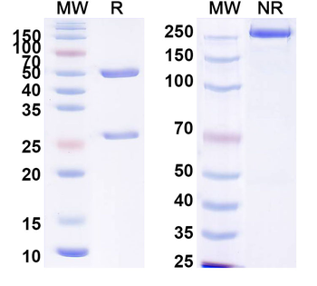 PHLPV/Allergen Phl p V Human Monoclonal Antibody
