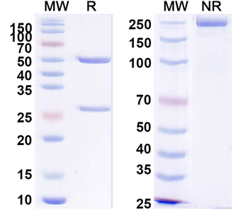 PHLPV/Allergen Phl p V Human Monoclonal Antibody