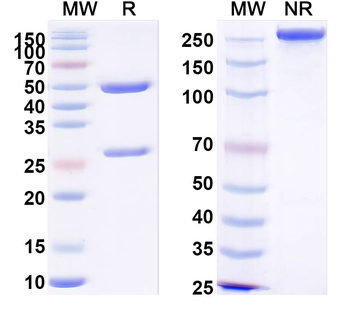 PHLPVa/Allergen Phl p Va Human Monoclonal Antibody