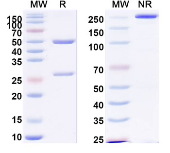 PHLPVa/Allergen Phl p Va Human Monoclonal Antibody