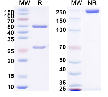 PHLPVa/Allergen Phl p Va Human Monoclonal Antibody