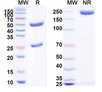 PHLPVa/Allergen Phl p Va Human Monoclonal Antibody