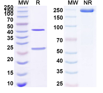 PHLPVa/Allergen Phl p Va Human Monoclonal Antibody