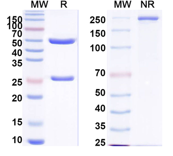 PHLPVa/Allergen Phl p Va Human Monoclonal Antibody