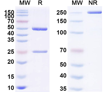 PHLPII/Phl p 2 Human Monoclonal Antibody