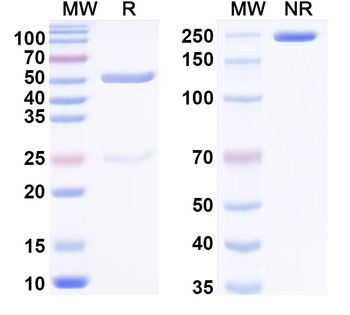 PHLPII/Phl p 2 Human Monoclonal Antibody