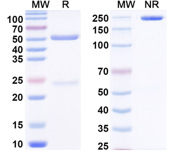 PHLPI/Allergen Phl p I Human Monoclonal Antibody