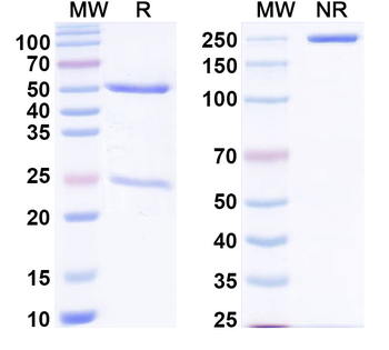 PHLPI/Allergen Phl p I Human Monoclonal Antibody
