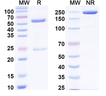 PHLPI/Allergen Phl p I Human Monoclonal Antibody