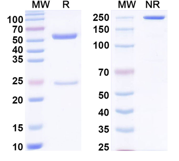 LolPII/Allergen Lol p2 Human Monoclonal Antibody