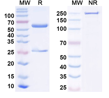 BETVII/Allergen Bet v II Human Monoclonal Antibody