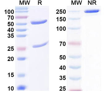 Bet v 1/Allergen Bet v I-A Human Monoclonal Antibody
