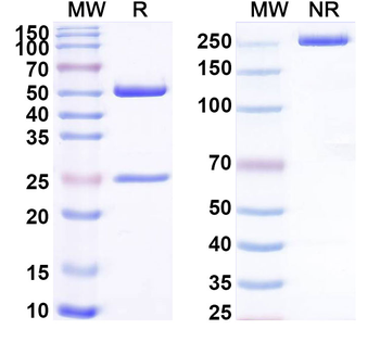 BLAGII/Allergen Bla g II Human Monoclonal Antibody