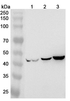 GFAP Mouse Monoclonal Antibody