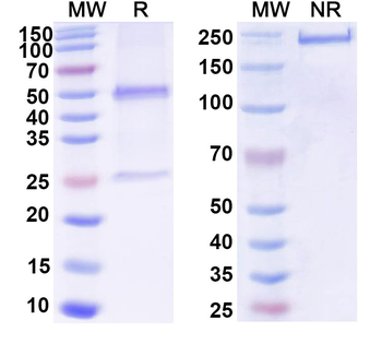 GFAP Mouse Monoclonal Antibody