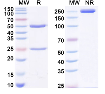MTX/Methotrexate Mouse Monoclonal Antibody