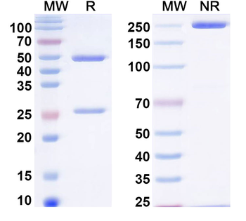 BAG3 Mouse Monoclonal Antibody