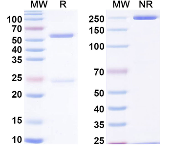 IAPP Mouse Monoclonal Antibody