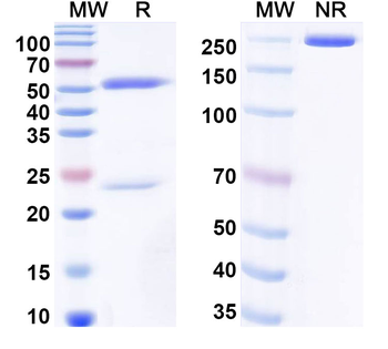 Wheat Alpha/beta-gliadin MM1 Mouse Monoclonal Antibody